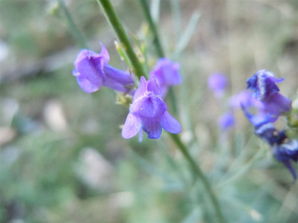 Dall''Abruzzo : Linaria purpurea